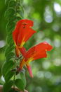 Columnea Gloriosa